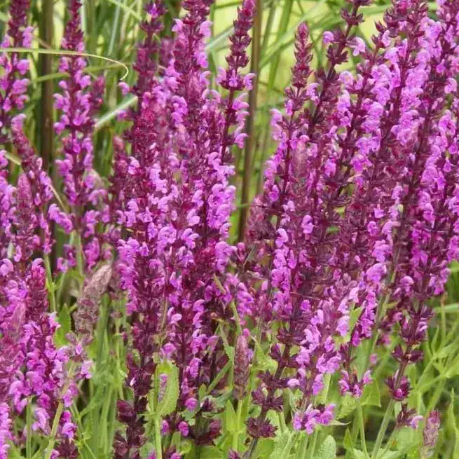 Salvia X Superba ‘Rose Queen' | Buy Online UK | Middleton Nurseries