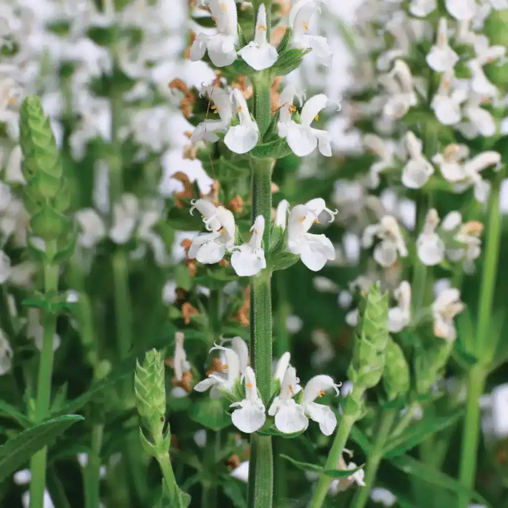 Vivid white flowering plants at Middleton Nurseries, perfect for garden landscaping and floral displays.