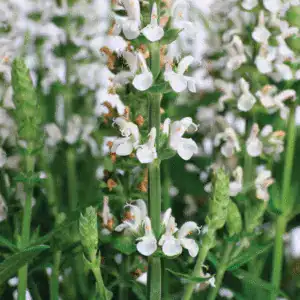 Vivid white flowering plants at Middleton Nurseries, perfect for garden landscaping and floral displays.