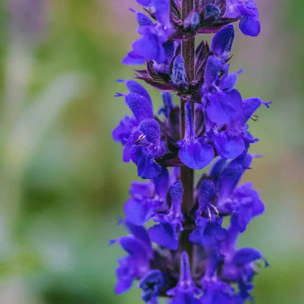 Salvia x superba ‘Blue Queen 1