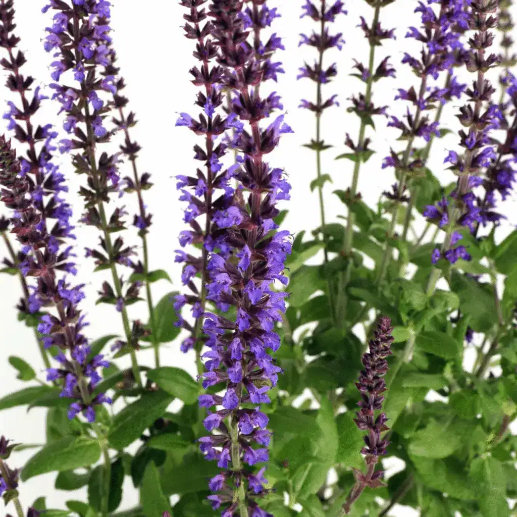 Salvia x superba ‘Merleau Blue Compact 1