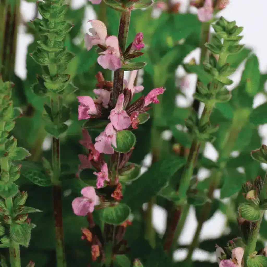 Salvia x superba ‘Merleau Rose Compact 2