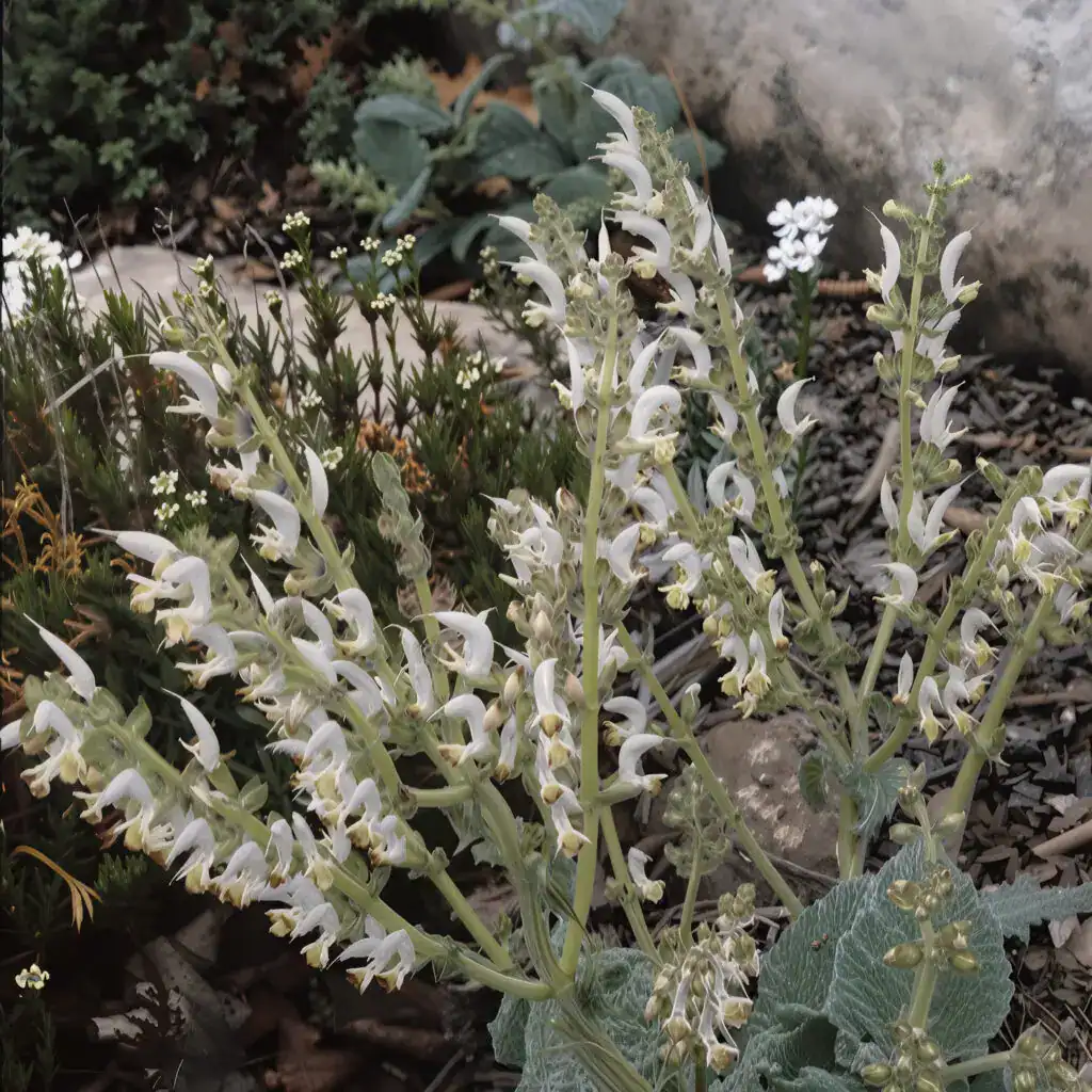 Salvia ‘Candidissima imgupscaler.ai General 4K