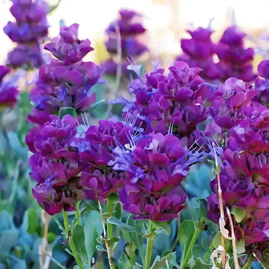 Salvia ‘Pachyphylla