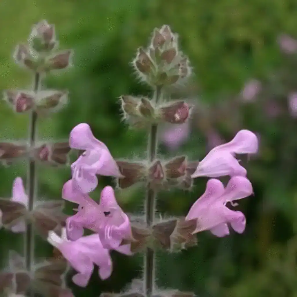 Salvia ‘Recognita imgupscaler.ai v1Fast 2K