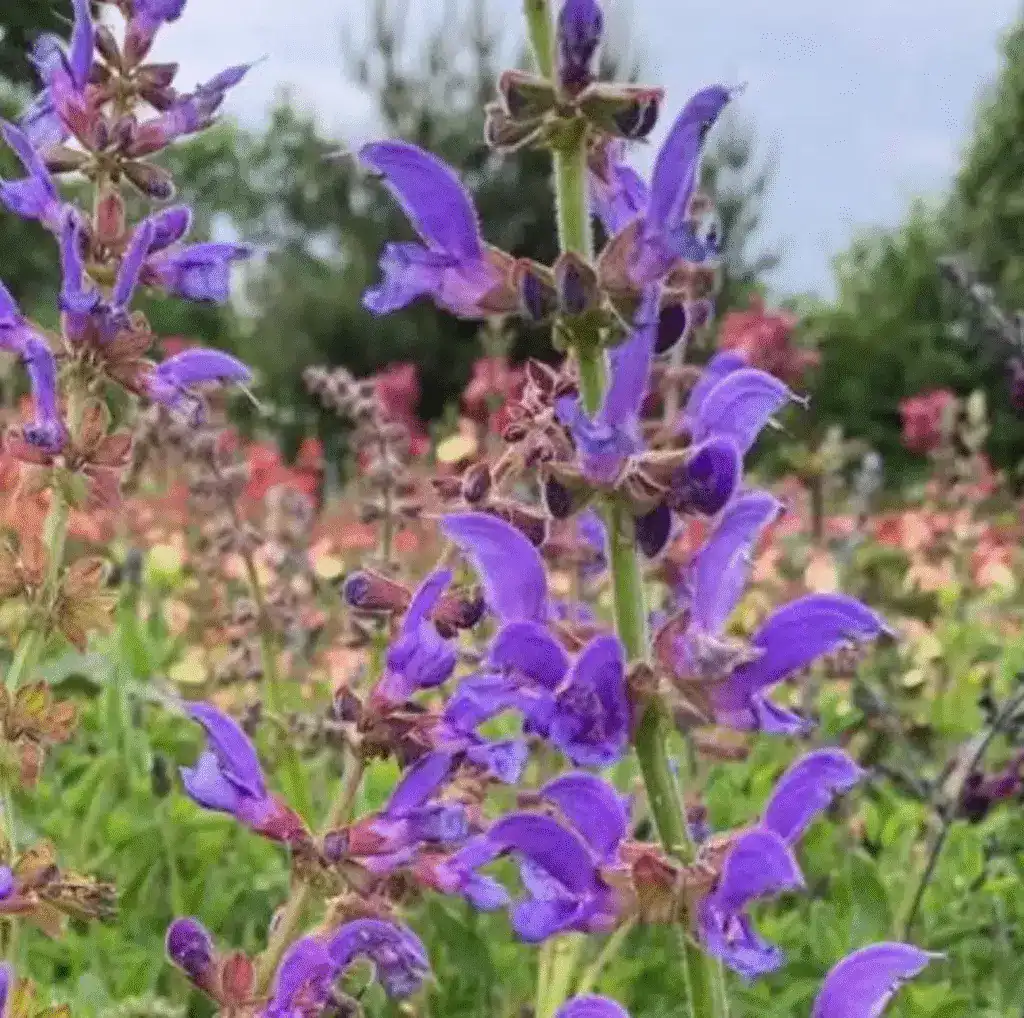 Salvia ‘Transsylvanica