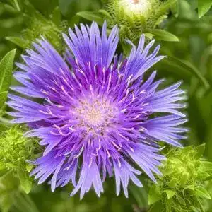 Purple Aster flower in full bloom at Middleton Nurseries.