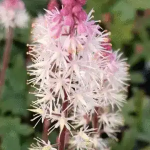 Lush pink and white flowering plant at Middleton Nurseries, vibrant garden plant display.