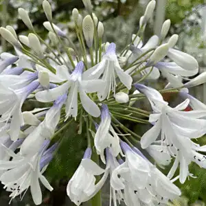 White Agapanthus flower blooming in Middleton Nurseries gardens.