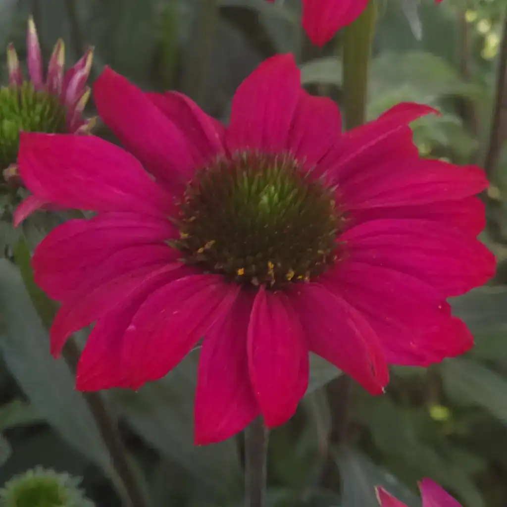 Echinacea PRIMA ‘Berry 2