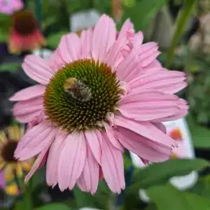 Pink coneflower with a bee on the central cone, vibrant garden plants at Middleton Nurseries.