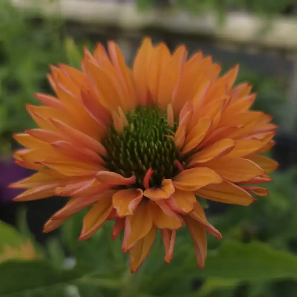 Vibrant orange and yellow flower at Middleton Nurseries, showcasing colorful garden plant selections for planting.
