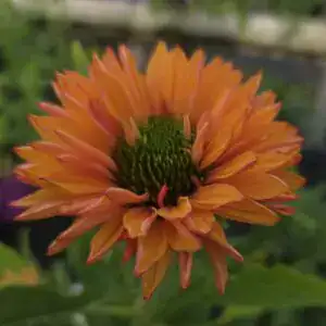 Vibrant orange and yellow flower at Middleton Nurseries, showcasing colorful garden plant selections for planting.