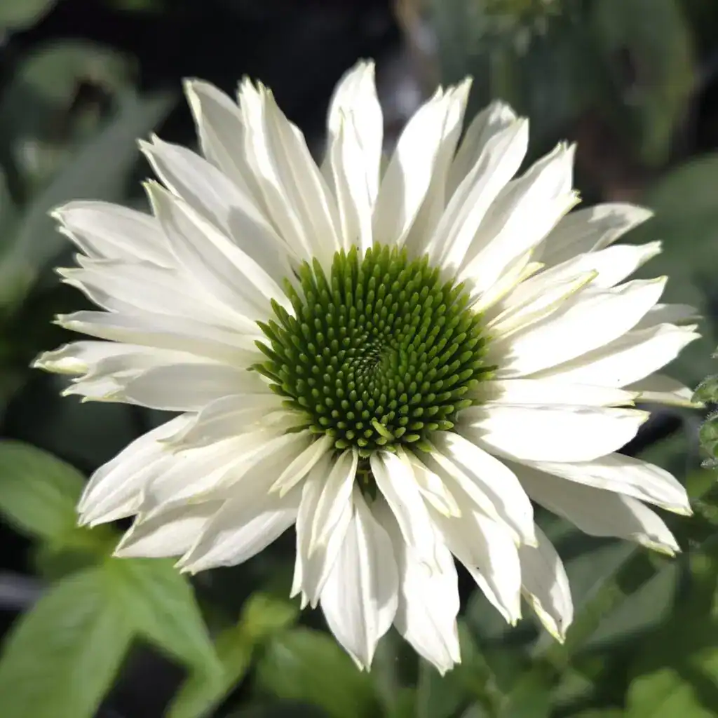 White flower with green center, native to Middleton Nurseries.