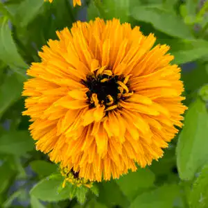 Bright orange calendula flower for garden planting and floral arrangements.