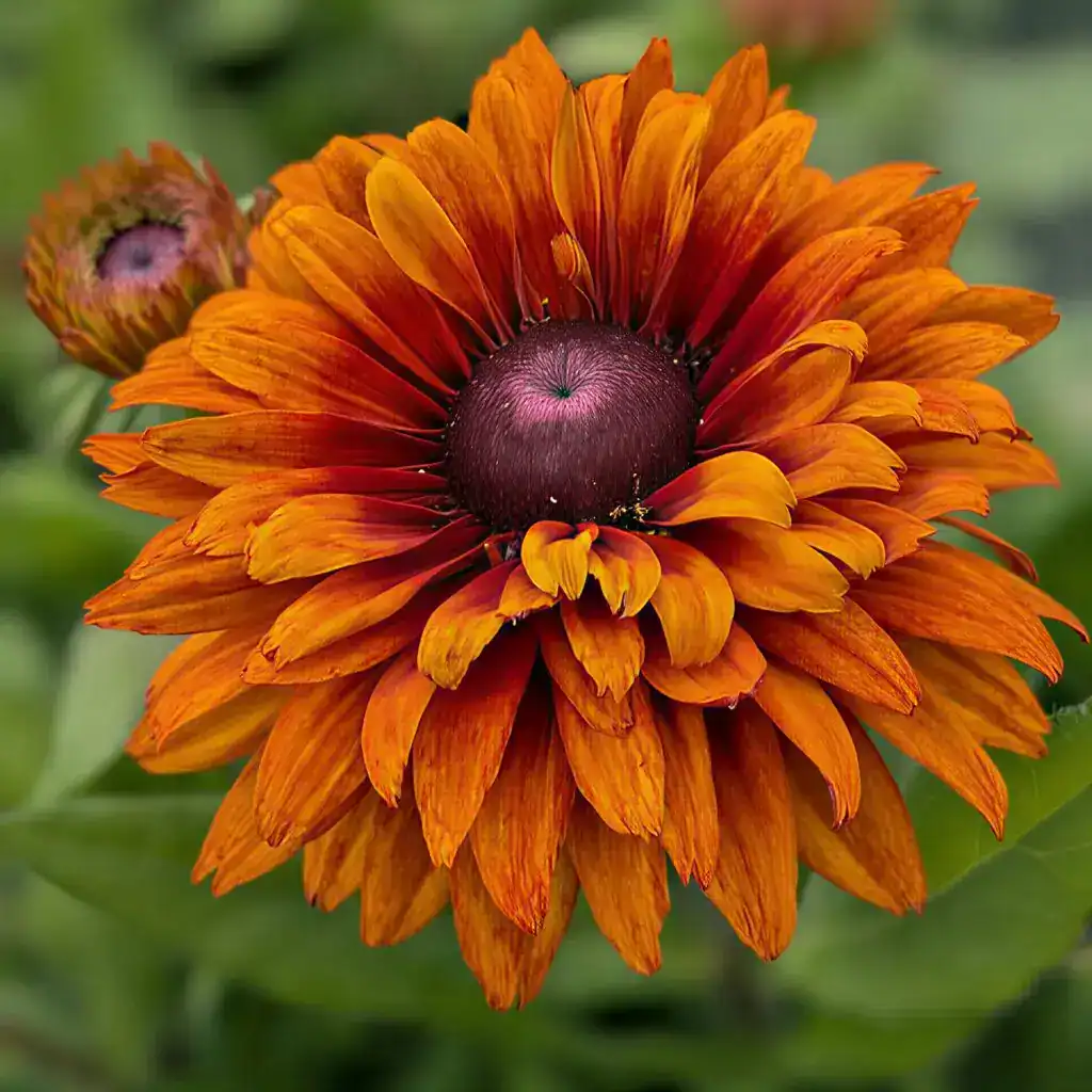 Vibrant orange and burgundy flower from Middleton Nurseries, specializing in nursery plants and garden supplies.