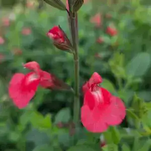 Bright pink flowering plant at Middleton Nurseries, showcasing vibrant garden flowering plants.