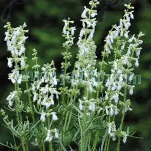 White flowering lavender plant growing in a garden.