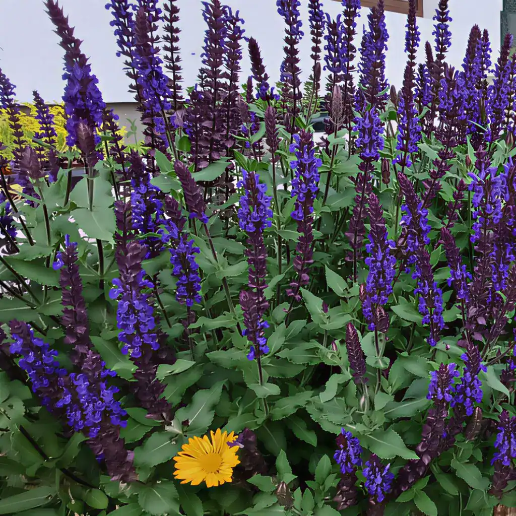 Salvia nemorosa Blue Queen ‘Blaukonigin 3