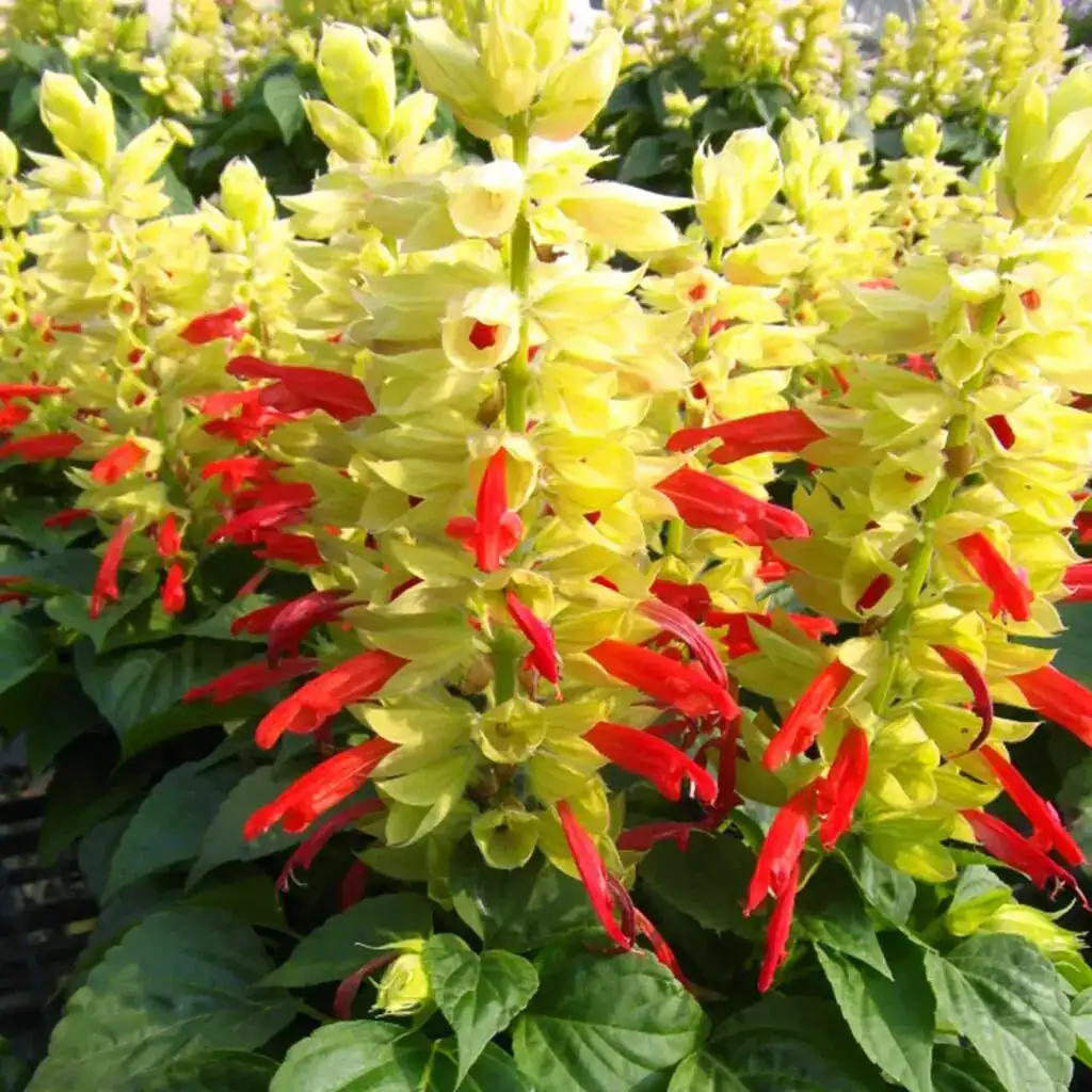 Colorful tropical flowers at Middleton Nurseries, perfect for gardening and landscape projects.
