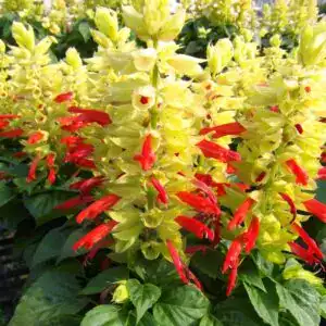 Colorful tropical flowers at Middleton Nurseries, perfect for gardening and landscape projects.