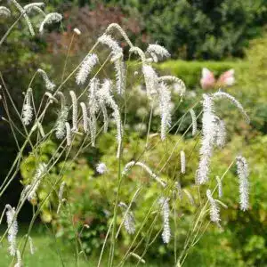 Fluffy white Astilbe flowers in a lush garden setting.