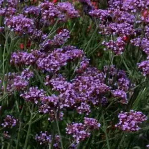 Purple Verbena flowers in a lush garden at Middleton Nurseries, perfect for pollinators and summer blooms.