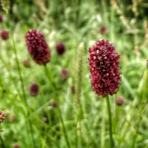 Vivid red flowering plants at Middleton Nurseries, thriving in lush green garden setting, perfect for landscaping.