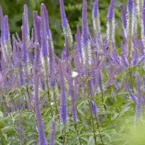 Vibrant purple liatris flowers at Middleton Nurseries, perfect for garden borders and attracting pollinators.