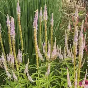 Vibrant flowering plants at Middleton Nurseries showcasing lush greenery and colorful blooms.