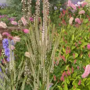 Colorful mixed garden flowers with purple, pink, and white blooms at Middleton Nurseries.
