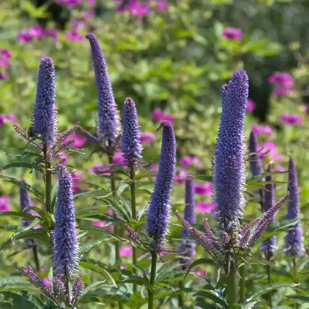 Veronicastrum virginicum ‘Pink Glow’ flowering in the garden — Middleton Nurseries