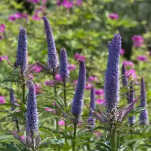 Purple Veronica flowers in Middleton Nurseries, perfect for garden landscaping and flowering plant collections.