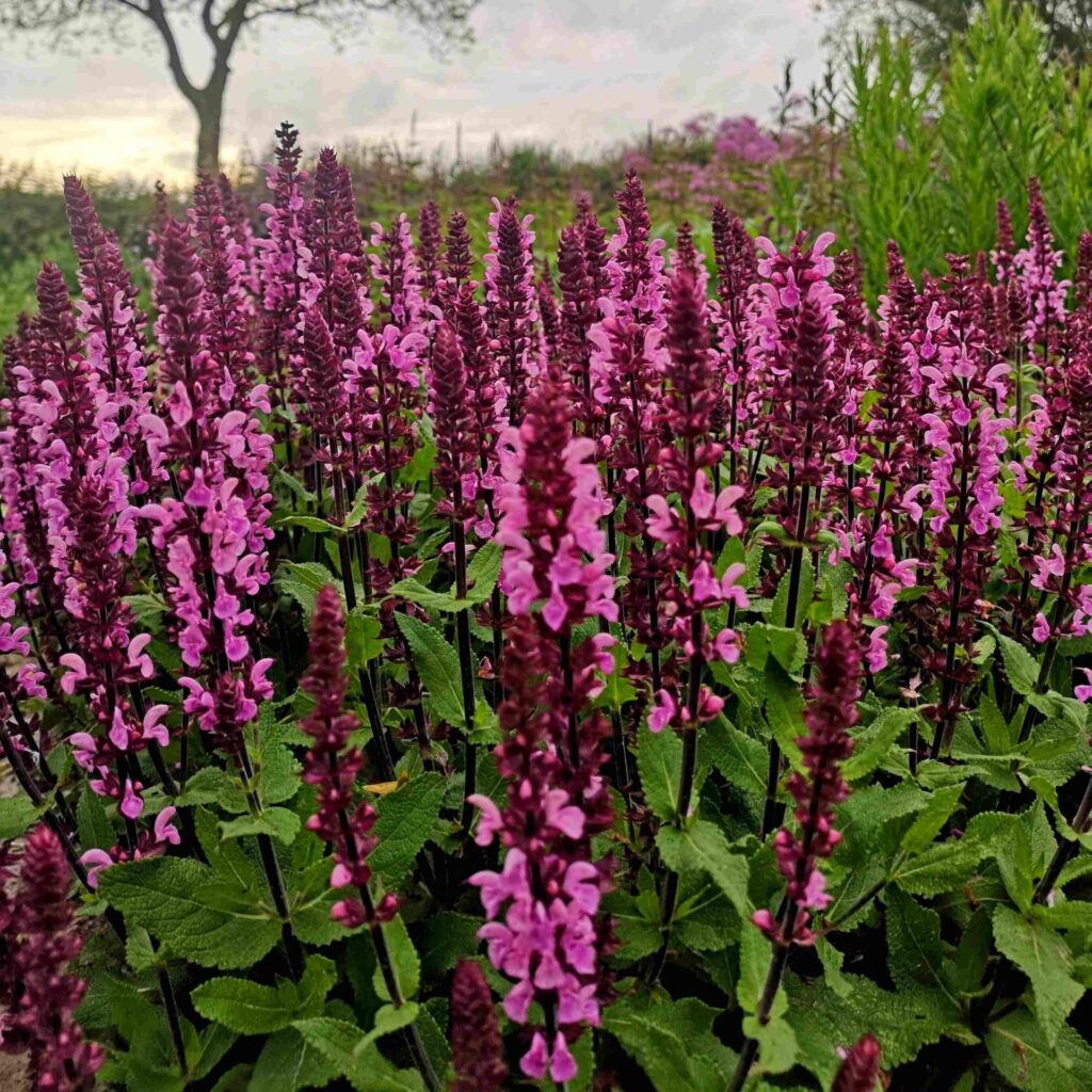 1 Salvia Katsjing scaled 1