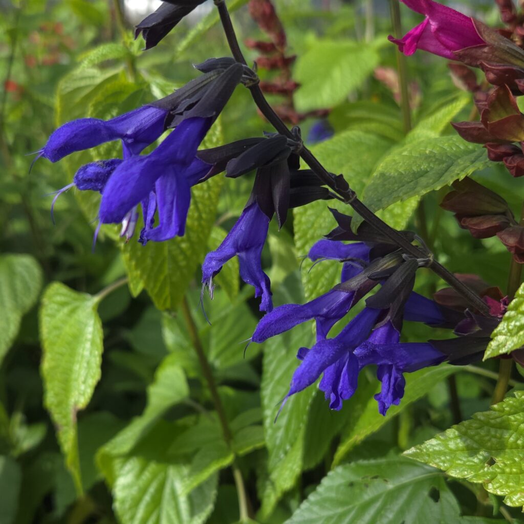 Salvia Amazing Blue 2