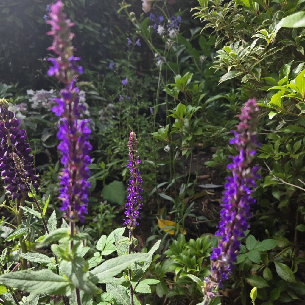 Salvia Caradonna 4