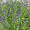 Salvia nemorosa 'Dancing Dolphins' - Image 6