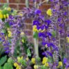 Salvia nemorosa 'Dancing Dolphins' - Image 14