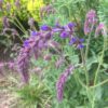 Salvia nemorosa 'Dancing Dolphins' - Image 4