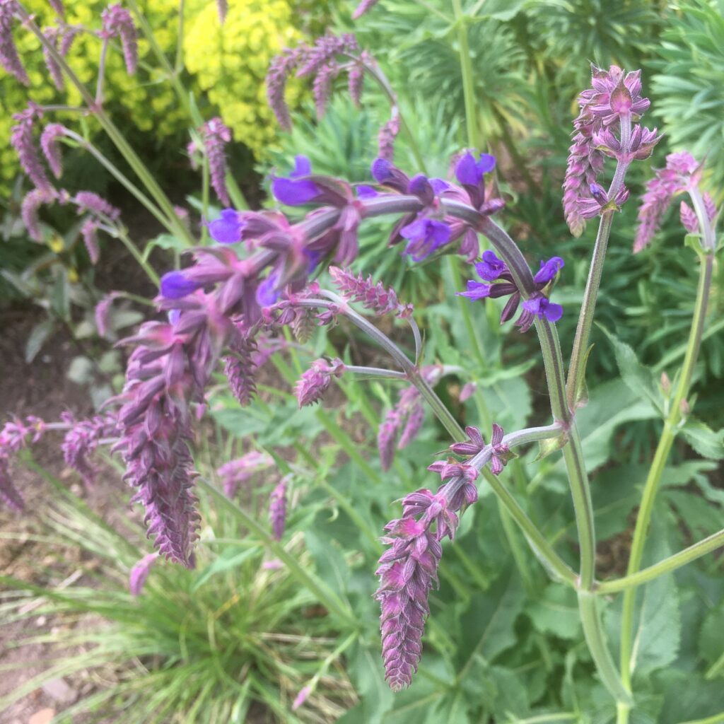 Salvia Dancing Dolphins flowering in the garden — Middleton Nurseries