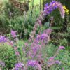 Salvia nemorosa 'Dancing Dolphins' - Image 3