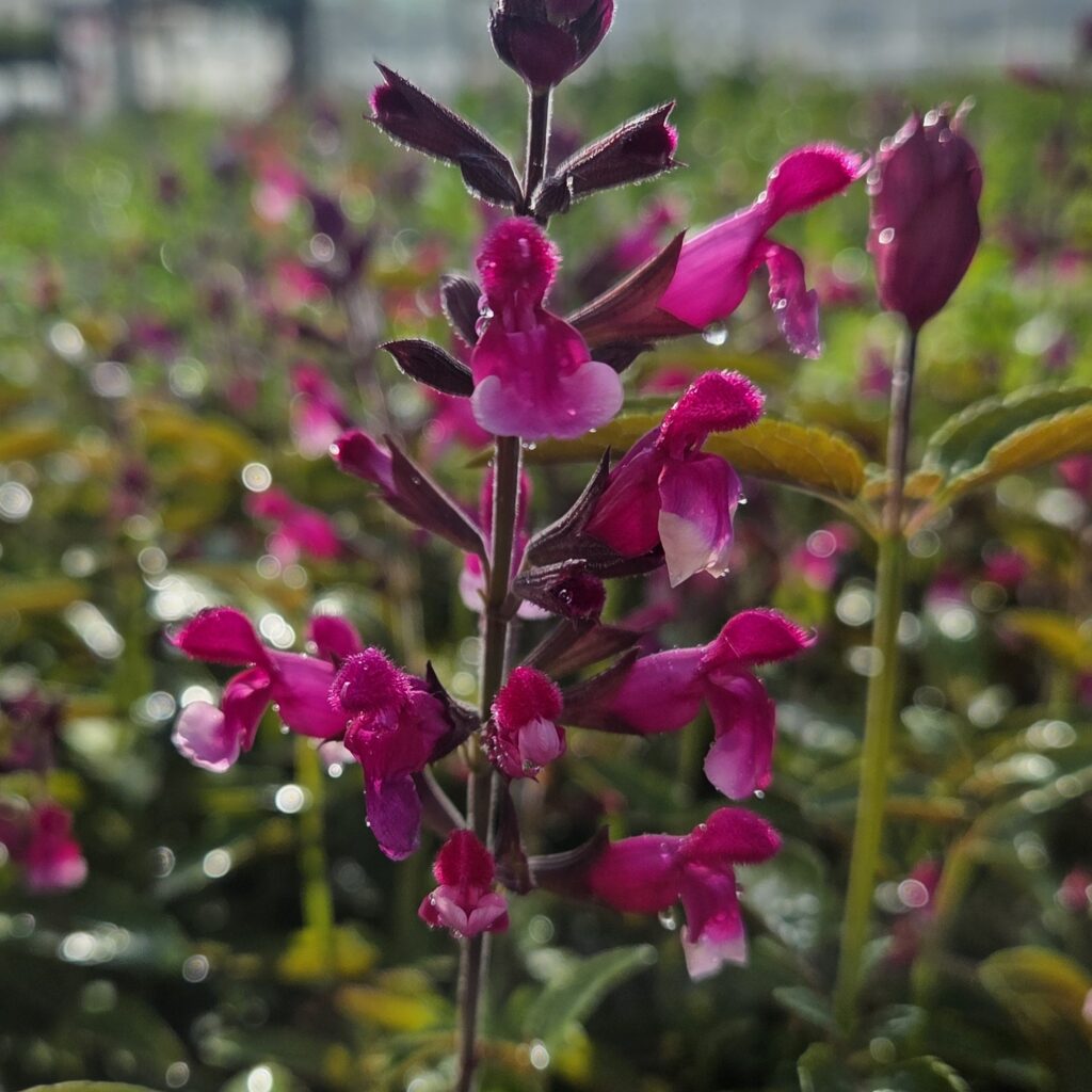 Salvia Pink Mulberry 3