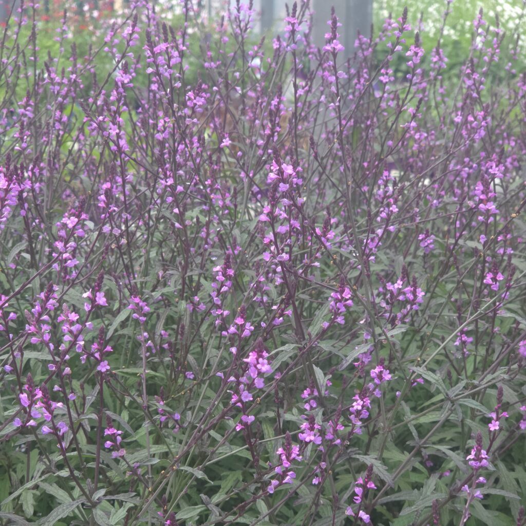 Detail of Verbena ‘Lavender Lace’ foliage and flowers — Middleton Nurseries
