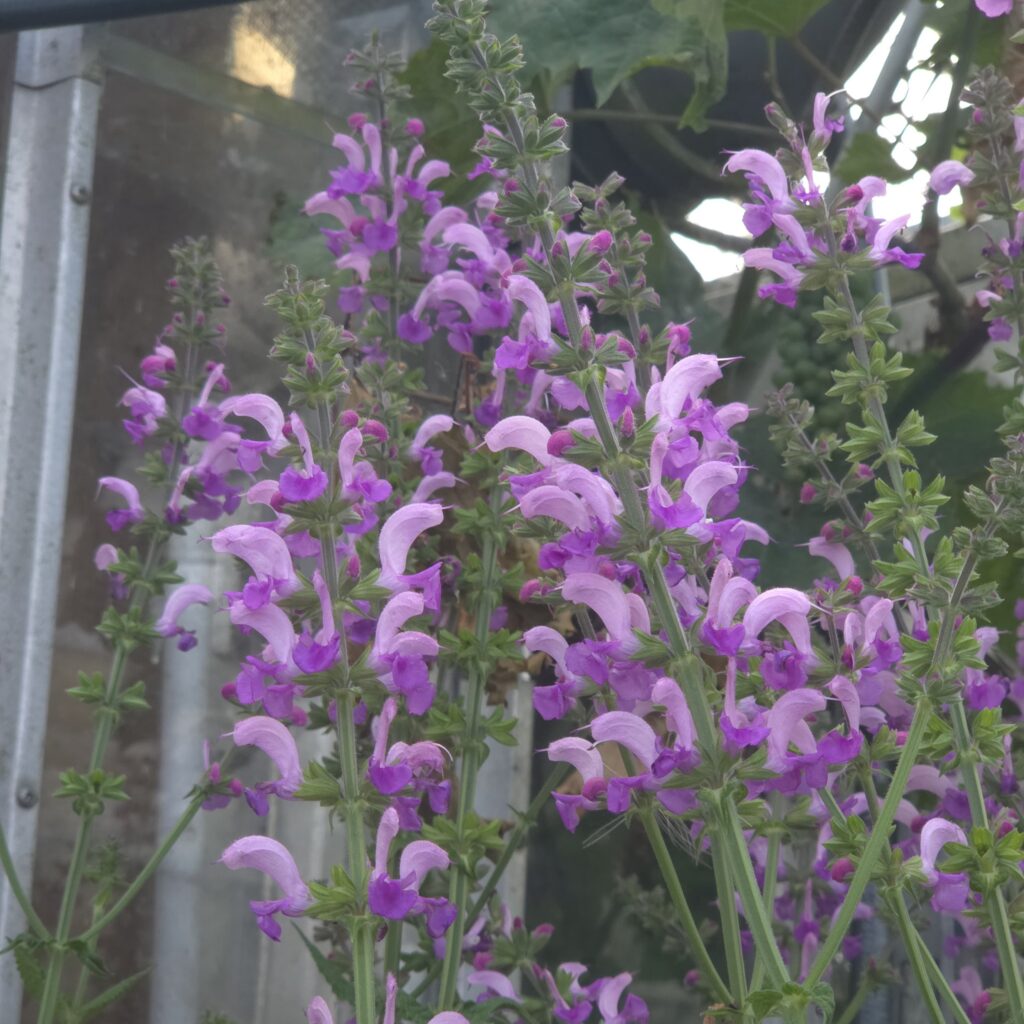 Salvia Fashionista 'Lilac Lipstick' soft lilac-purple flowers on compact plant — Middleton Nurseries