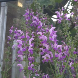 Salvia Fashionista 'Lilac Lipstick' soft lilac-purple flowers on compact plant — Middleton Nurseries