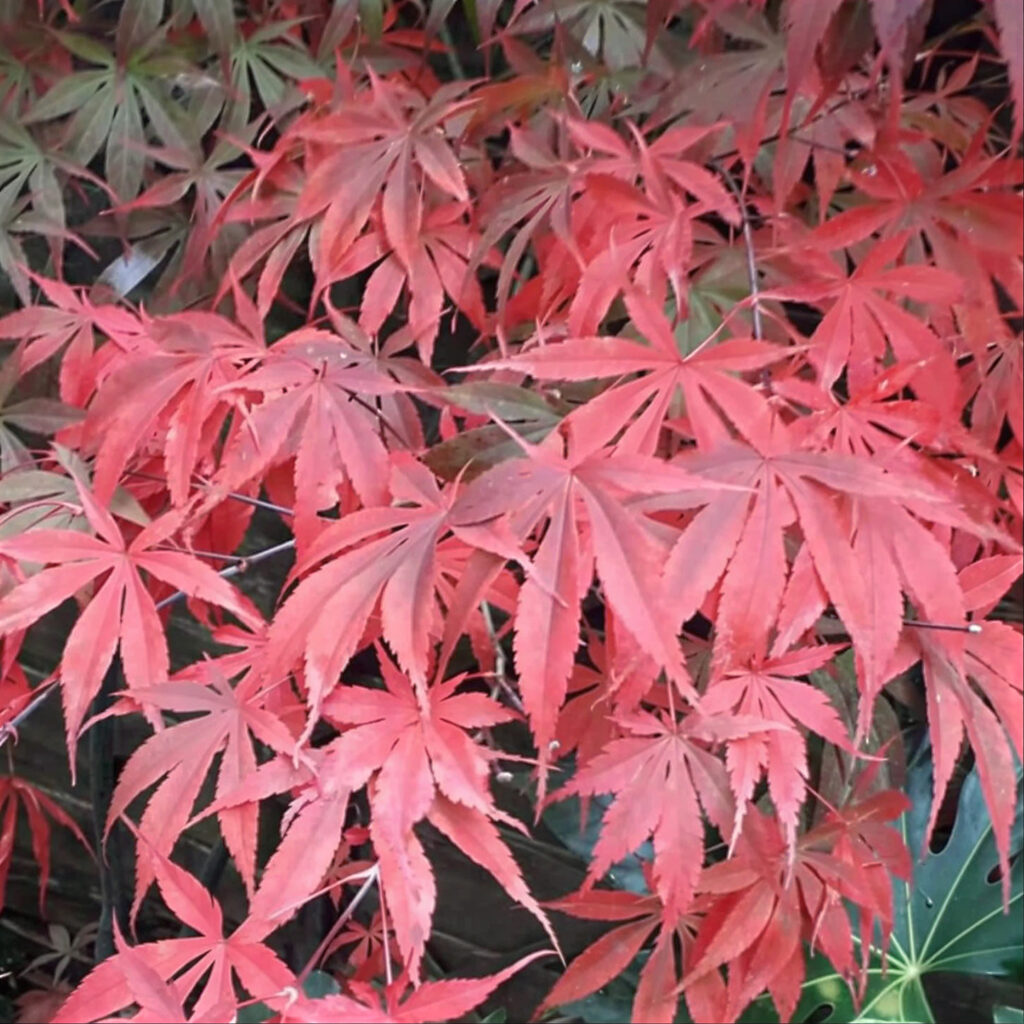 Acer ‘Atropurpureum’ growing in a garden border — Middleton Nurseries, Staffordshire