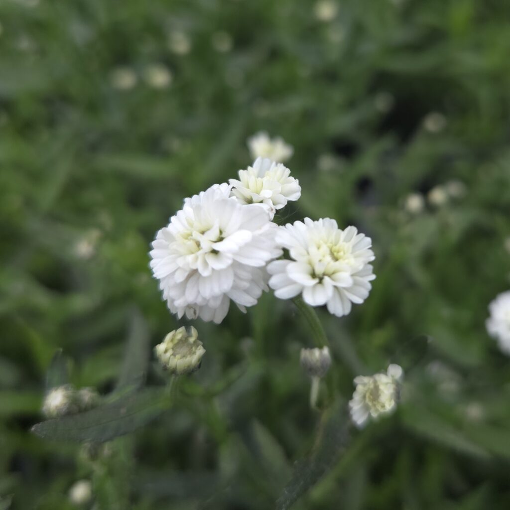 Achillea Peter Cottontail 1