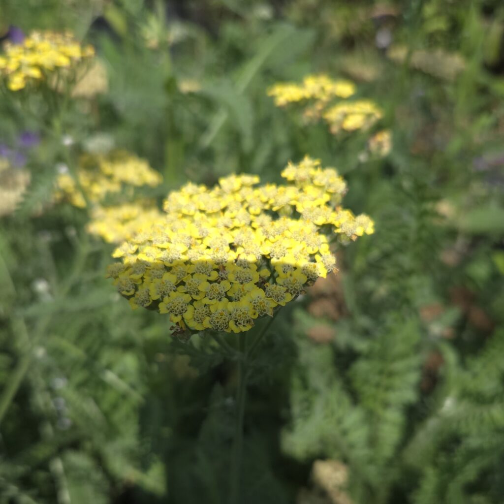 Achillea Summer Sassy Lemon