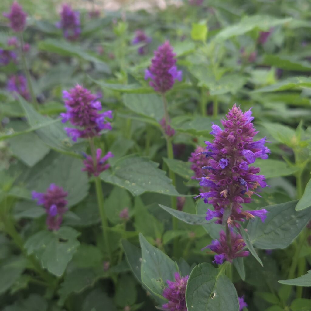Agastache Blue Boa 1