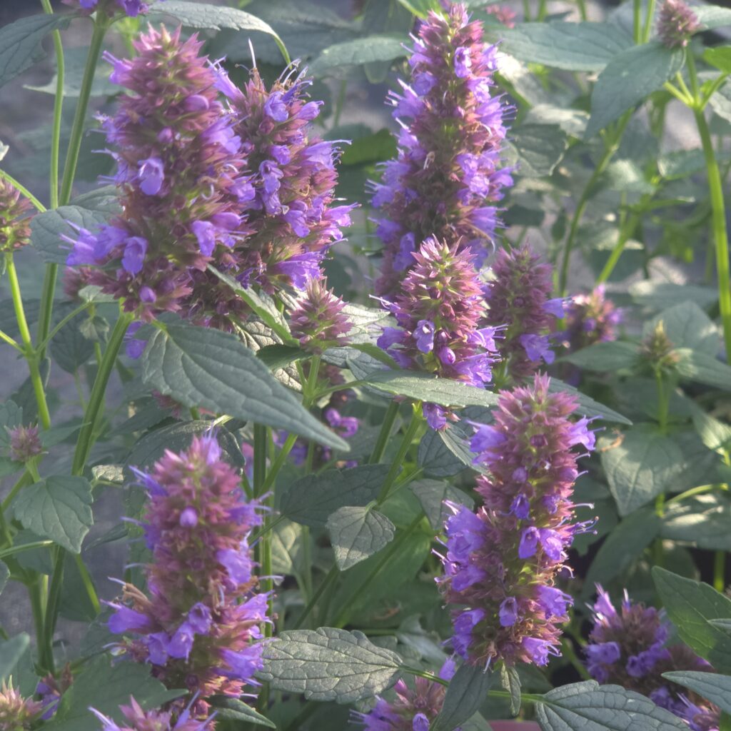 Agastche Beelicous Purple 3